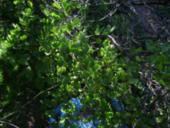 Bulnesia foliosa