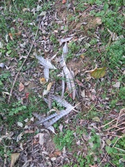 Phasianus colchicus karpowi