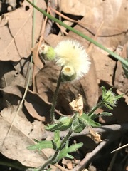 Erigeron variifolius