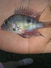 Thorichthys helleri
