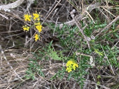 Lomatium parvifolium