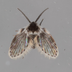 Lepiseodina conspicua