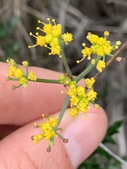 Lomatium parvifolium