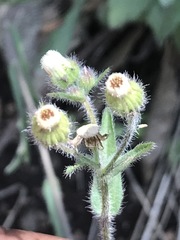 Erigeron variifolius