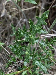 Lomatium parvifolium