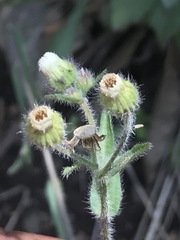 Erigeron variifolius