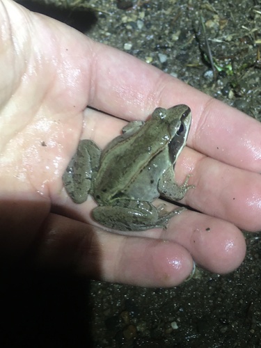 Wood Frog photographed in Minnesota