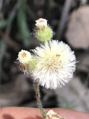 Erigeron variifolius