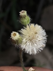 Erigeron variifolius