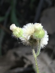 Erigeron variifolius