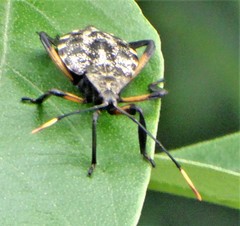 Phyllogonia limosa