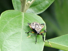 Phyllogonia limosa