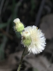 Erigeron variifolius