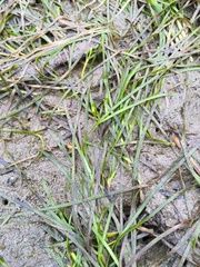 Zostera japonica
