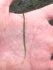 Zostera japonica