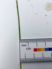 Zostera japonica
