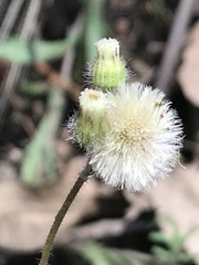 Erigeron variifolius