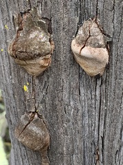 Phellinus arctostaphyli