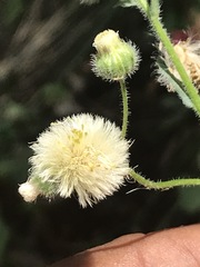 Erigeron variifolius