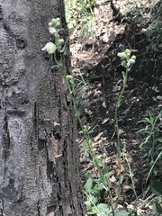 Erigeron variifolius