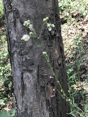 Erigeron variifolius