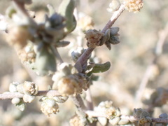 Atriplex spinifera
