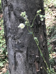 Erigeron variifolius