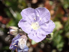 Phacelia ciliata