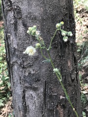Erigeron variifolius