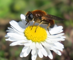 Cheilosia grossa