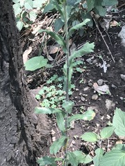 Erigeron variifolius