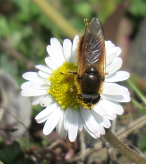 Cheilosia grossa