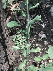Erigeron variifolius