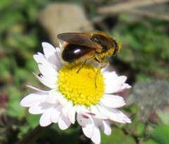 Cheilosia grossa