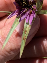Puccinia hysterium