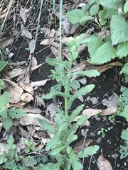 Erigeron variifolius