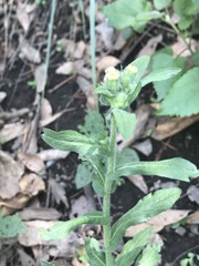 Erigeron variifolius