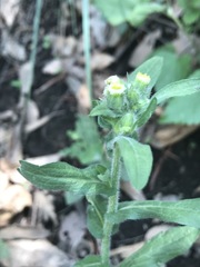 Erigeron variifolius