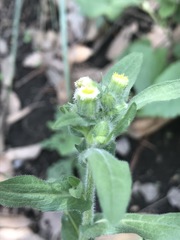 Erigeron variifolius