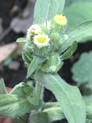 Erigeron variifolius