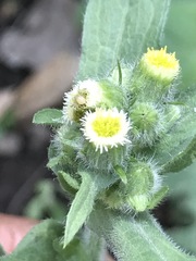 Erigeron variifolius