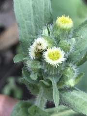Erigeron variifolius