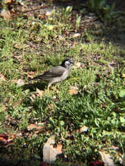 Spodiopsar cineraceus