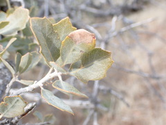 Quercus john-tuckeri