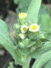 Erigeron variifolius