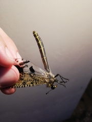 Palparini