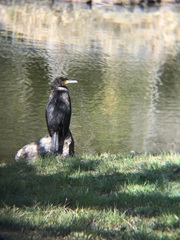 Phalacrocorax carbo