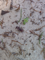 Ephutomorpha ferruginata