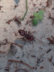 Ephutomorpha ferruginata