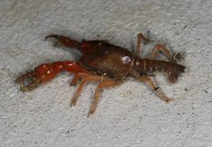 Engaeus hemicirratulus